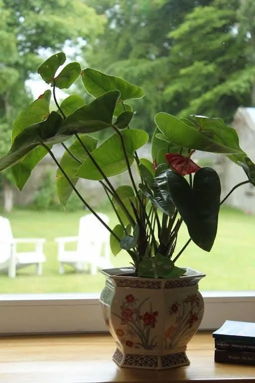*** Bed & Breakfast St Anthony'S Riverside B&B Westport Ierland